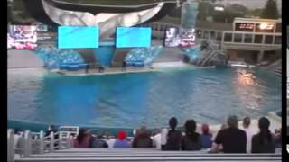 Orcas Attacking Humans  THE Actual Footage of Several Attacks [upl. by Vullo697]