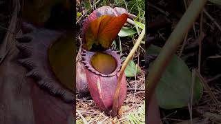 🌻²⁰☆ Caryophyllales •²⁵ Nepenthaceae ▪︎ Rajah Pitcher Plant  Observed in Description [upl. by Nimajnab]