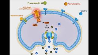 Proton Pump Inhibitors animation video [upl. by Mariele896]