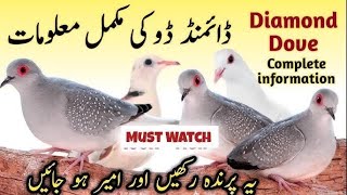 Dove Breeding Setup 🕊️ Master Cage Chick’s 🐣 birds dove rajabfamilymazzsafdermh karachi goats [upl. by Worthy450]