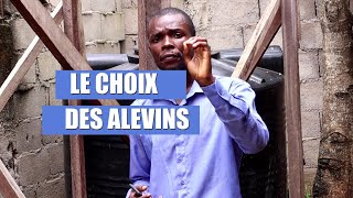 le choix des alevins en pisciculture [upl. by Ahsenar]