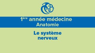 1ère année médecine Anatomie Le système nerveux [upl. by Massie]