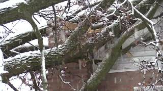 Tree falls on house in Skokie amid snow storm [upl. by Diannne]