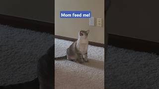 Cat screaming meme 🙀 shortsviral funny cats hangry relatable 🥨🥓 [upl. by Tnecnivleahcim585]