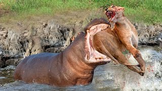 Hippo Bites Lions Tail Off And What Happens Next  Lion Injured [upl. by Ressay718]