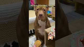 PITBULL EATING TESTpitbull dog short new [upl. by Weylin]