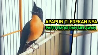 SUARA TLEDEKAN GUNUNG FULL GACOR  PANCINGAN AMPUH BIKIN BURUNG SULINGAN BAHAN CEPAT GACOR [upl. by Rika]