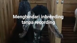 Menghindari inbreeding tanpa recording [upl. by Smart]