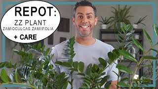 Repotting 2 ZZ Plants Zamioculcas Zamiifolia ZZ Plant Care Soil How Often to Water  More [upl. by Cirdek691]