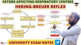 HeringBreuer Reflex Factors Affecting Respiratory Centers Respiratory system physiology [upl. by Cirdahc]