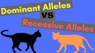 Dominant Alleles vs Recessive Alleles  Understanding Inheritance [upl. by Eggleston]