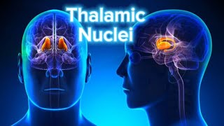 MODEL THALAMIC NUCLEI [upl. by Ginny]