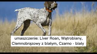 wyżeł niemiecki krótkowłosy 🐕 opis rasy [upl. by Ahseinet]