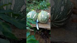 Nature Sweetness and beauty 🍉🥝🗡️🍅🍇🍊 pumpkin india [upl. by Yebot]