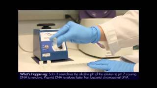 Plasmid Mini Prep Protocol [upl. by Debor293]