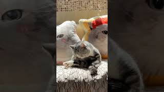 wow 😻 cat cattitude funnyanimals funnycats cutekitty kitten shortcat [upl. by Furlani]