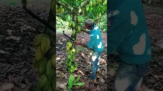 The process of cutting cocoa fruit from a tree [upl. by Caldwell]