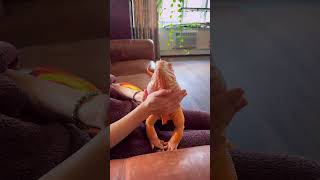 Increíble Iguana naranja 🦎 shorts iguana animales [upl. by Milore657]