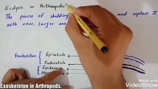 Exoskeleton in Arthropods amp Ecdysis [upl. by Nnairrehs612]