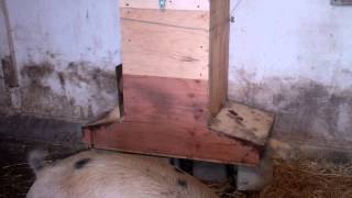 Homemmade Pig Feeder [upl. by Ahseal]