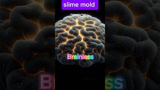 Slime mold  brainless  shorts trending viral facts video [upl. by Ylatfen96]