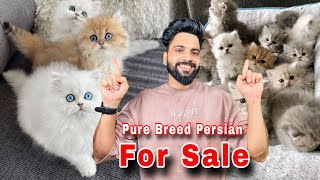 Persian Cats For Sale  Triple Coat Pure Persian  Persian Cat  Persian cat price in india  Cat [upl. by Matthew264]