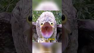 Urutau  Ave Fantasma shorts trending animals curiosidades natureza passaros urutau potoo [upl. by Cherry643]