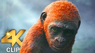 Kong Meets Suko Scene  GODZILLA X KONG THE NEW EMPIRE 2024 Movie CLIP 4K [upl. by Monto]