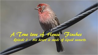 03 House Finch Call Sound 4K HD [upl. by Zorah]