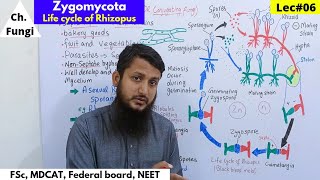 Zygomycota  Life cycle of zygomycota  Life cycle of Rhizopus  Lec06  part 1 bio [upl. by Yerrok]