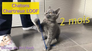 Chatons chartreux LOOF 2 mois d’ÉCLAIR amp LADY  2020 [upl. by Wehtta]