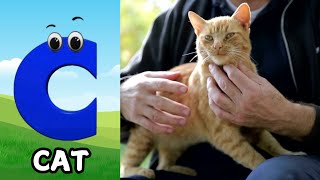 Animals ABC Song  Animals Alphabet Song  Alphabet Letters  Phonics for Kids [upl. by Anicnarf]