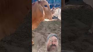 Jai Gau Mata  Cow  gaay new shots reels status [upl. by Hirz]