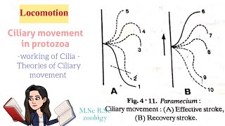 LocomotionCiliary movement in protozoaTypes of Cilia Theories of ciliary movt MSc BSc [upl. by Yseulte]