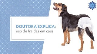 Doutora Explica Uso de fraldas em cães [upl. by Harpp435]