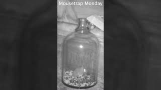 Accidental Glass Jug Mouse Trap Works mousetrapmonday pestcontrol [upl. by Llebanna643]