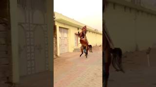 TIGER HAJANI PIPLIYA 😱 KUDVA VALA GHODA 😱 GHODA NA SOKHIN 😍 KATHIYAVADI HORSE 😍 horse kathiyawadI [upl. by Akemehs]