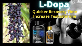 Mucuna Pruriens LDopa Benefits to Bodybuilders Testosterone boost HGH secretion etc [upl. by Allemahs779]