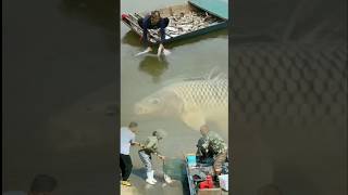 Menangkap ikan besar di sungai air keruh amazing fishing diluarnalar [upl. by Iturhs]