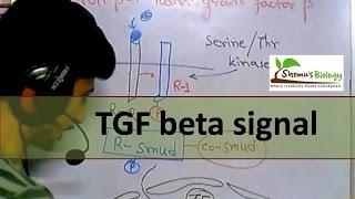 TGF beta signaling [upl. by Enoj691]