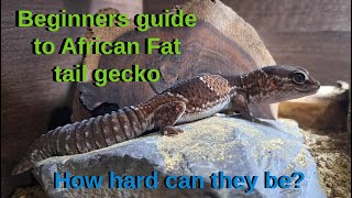 African Fat Tail Gecko Care guide for beginners [upl. by Esirahc]