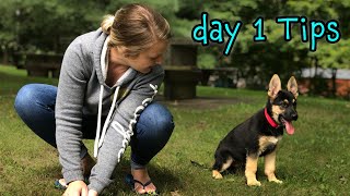 German Shepherd Puppy Day 1 Training Tips  START TRAINING NOW [upl. by Lyall496]