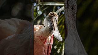 Spoonbill  Guardians of Wetland Harmony [upl. by Unhsiv]