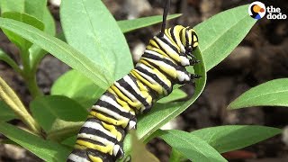 How A Caterpillar Becomes A Butterfly  The Dodo [upl. by Barrus]