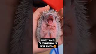 MIRA COMO CRECE UN BEBE ERIZO ❤️‍🩹🥰 animals fyp foryou wild animal 247 nature [upl. by Gnihc73]