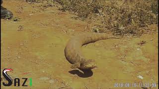 Irritable Large Puff Adder Capture [upl. by Sokin]