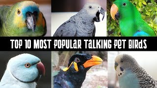 Top 10 Most Popular talking pet Birds  Talking Parrots [upl. by Nikaniki]