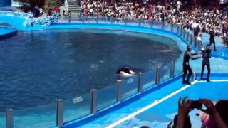 Show de Delfines y Orcas  Mundo Marino  San Clemente del Tuyu [upl. by Crescint]