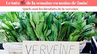 Verveine  quels sont les bienfaits de la verveine [upl. by Nivrek]