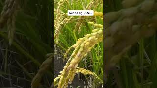 Nagandahan sa Rice  ng iba 🤣 farming rice funny [upl. by Amalbena]